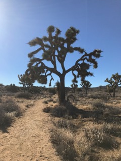 big ol joshua tree
